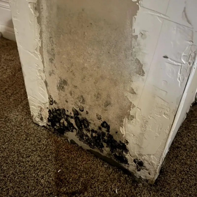 Professional Mold Removal in Olmsted Falls, OH